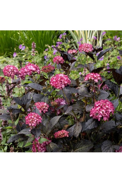 Hydrangea Eclipse требования к свету